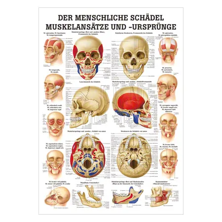 Wall chart - The skull - muscle insertions and origins - , LxW 100x70 cm