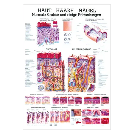 Wall chart - skin-hair-nails - , LxW 100x70 cm