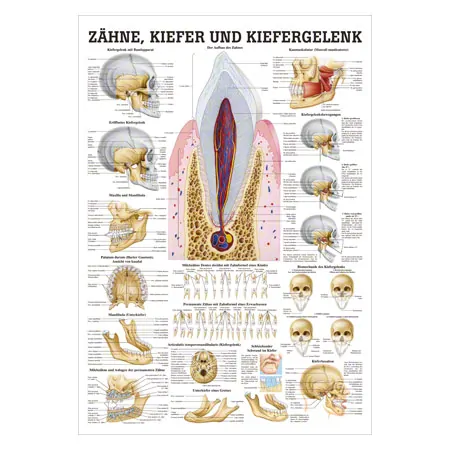 Wall chart - teeth and jaw joint, - LxW 100x70 cm