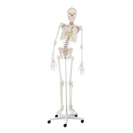 skeleton with stand, 176 cm, flexible