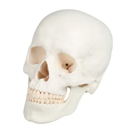 skull, 3 pieces