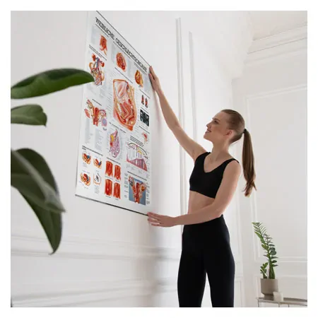 Wall chart - Female Reproductive System - , LxW 100x70 cm