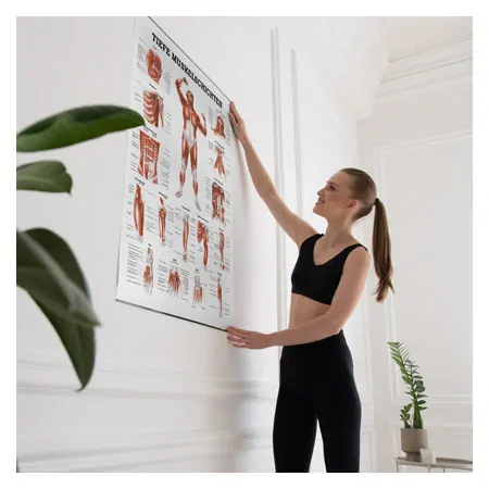 Wall chart - Deep muscle layers-breast - , LxW 100x70 cm