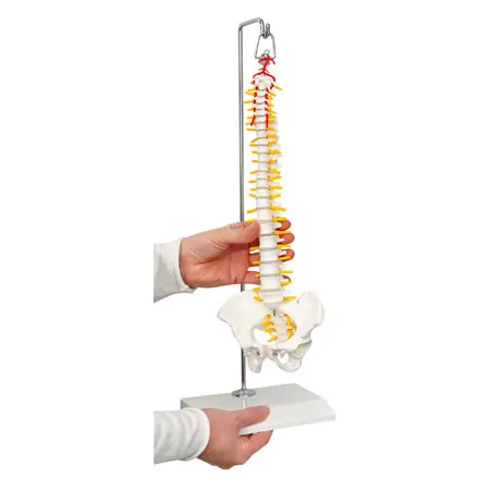 Mini-spinal column incl. stand, 38 cm