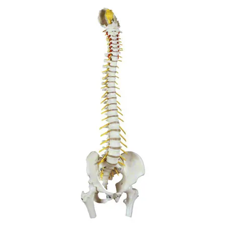 Spinal column incl. stand, 80 cm