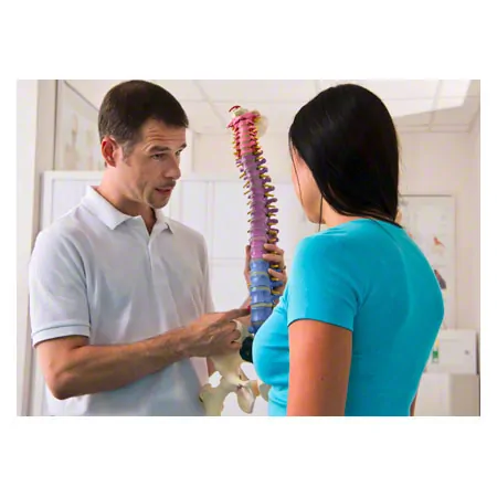 Spinal column incl. stand, 80 cm, coloured