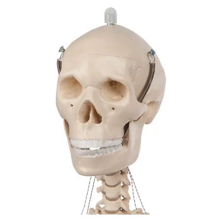 Mini-skeleton incl. stand, 65 cm