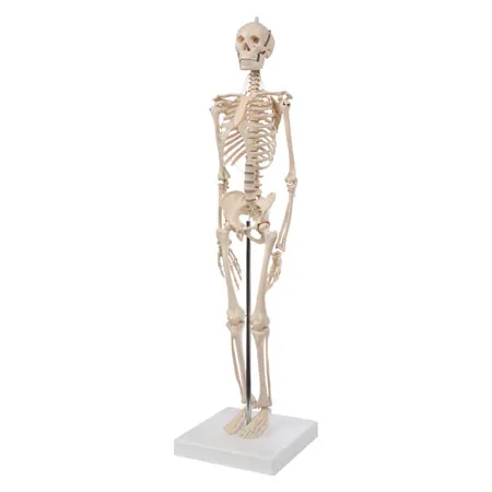 Mini-skeleton incl. stand, 65 cm