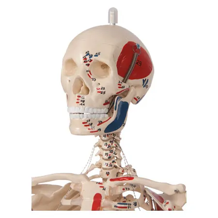 Mini Skeleton with painted muscles incl. stand, 65 cm