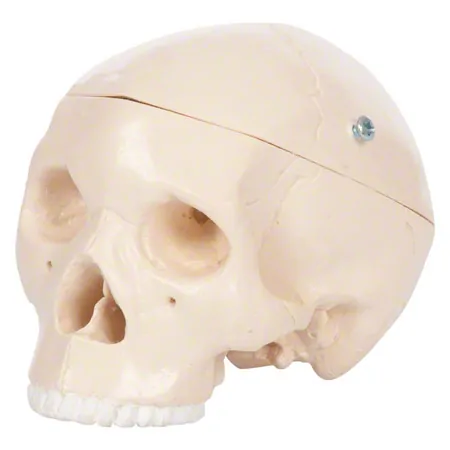 Mini skull, 3-piece.
