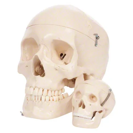 Mini skull, 3-piece.