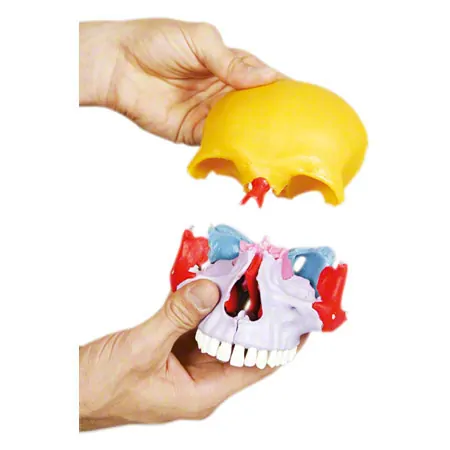 Snap skull, 18-piece, colourful