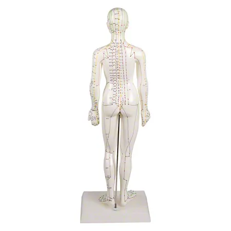 Acupuncture figure female, 45 cm