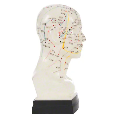 Acupuncture model head, 20 cm