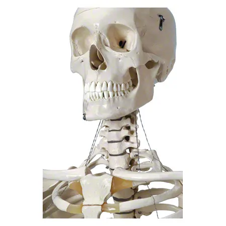 Skeleton standard incl. stand, 180 cm
