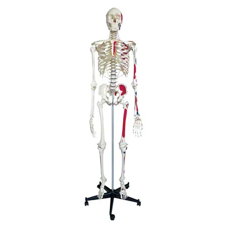 Skeleton with muscles incl. stand, 180 cm