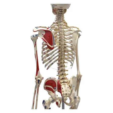 Skeleton with muscles incl. stand, 180 cm