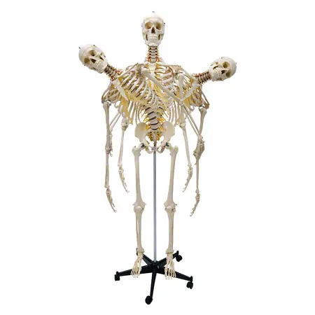 Skeletal incl. tripod, 180 cm, flexible