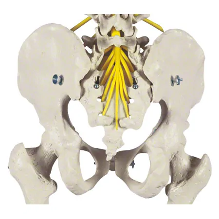 Skeletal incl. tripod, 180 cm, flexible