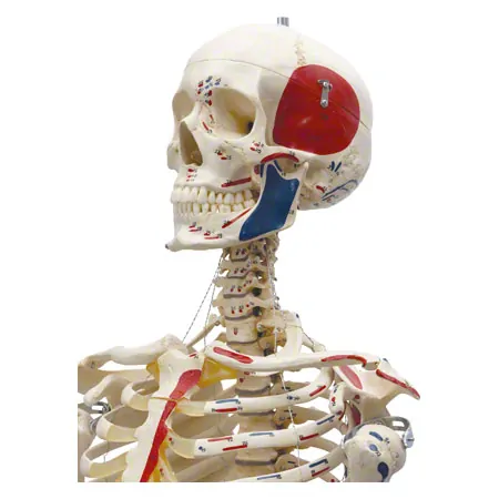 Skeleton with muscles incl. stand, flexible