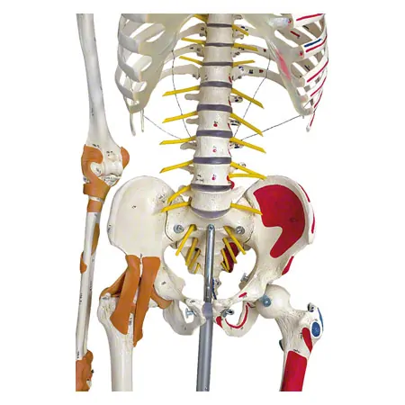 Skeleton super with muscles and ligaments incl. tripod