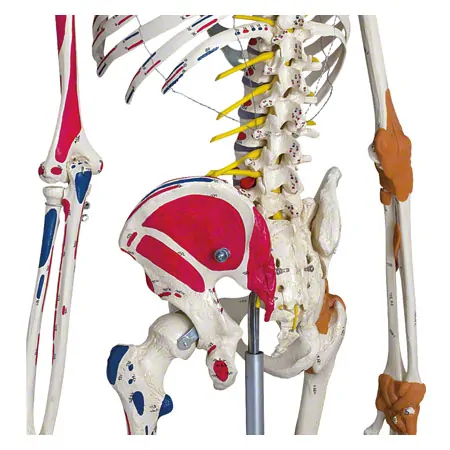 Skeleton super with muscles and ligaments incl. tripod