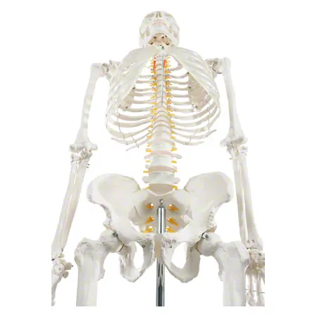 Skeleton Hugo incl. Tripod, 178 cm
