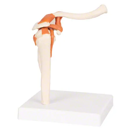 Shoulder joint, LxWxH 17x17x23 cm