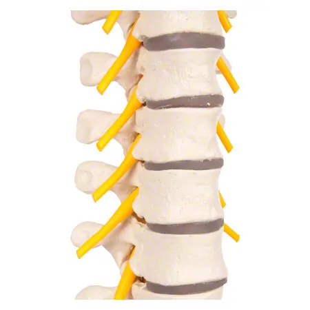 Thoracic spine with nerve cord, flexible