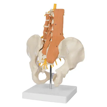 Pelvis with lumbar spine and lumbar muscles, LxHxB 39x26x21 cm