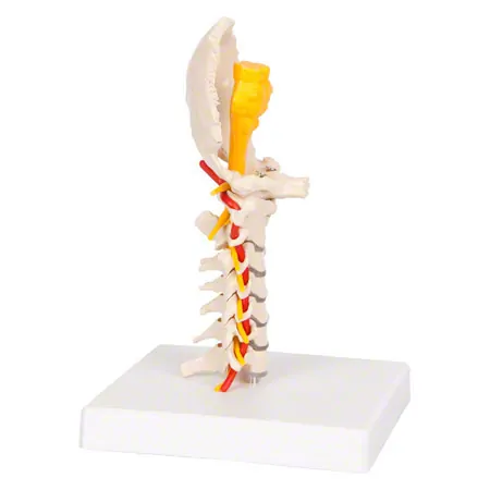 Cervical spine, LxWxH 19x19x25 cm