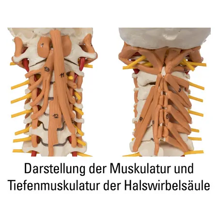 Cervical spine with cervical muscles, LxHxB 25x10x18 cm