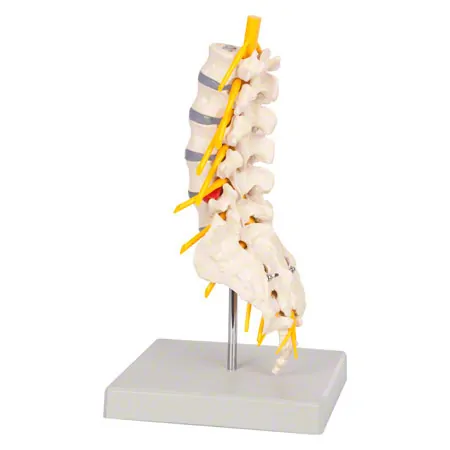Lumbar spine, LxWxH 19x19x27 cm