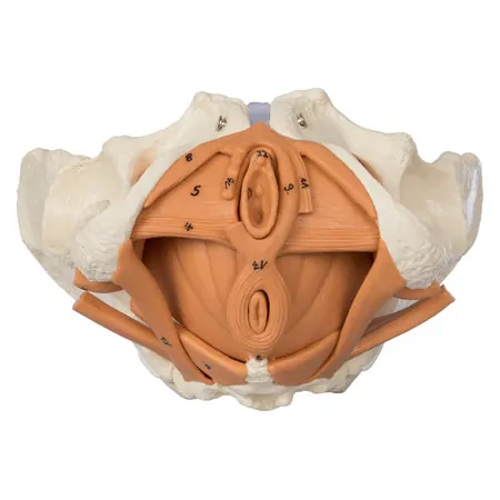 Female pelvis with pelvic floor muscles
