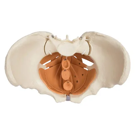 Female pelvis with pelvic floor muscles