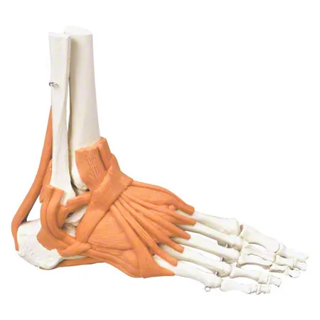 Ankle joint, LxBxH 8x8x24 cm