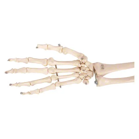Arm skeleton with hand and shoulder, movable