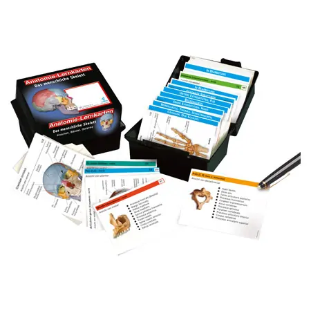 Flashcards skeletal system in the card box, 303 cards
