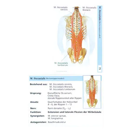 Flashcards musculo-skeletal system, set of 2