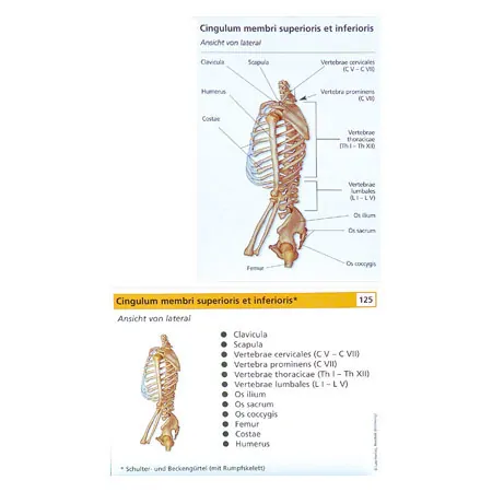 Flashcards musculo-skeletal system, set of 2