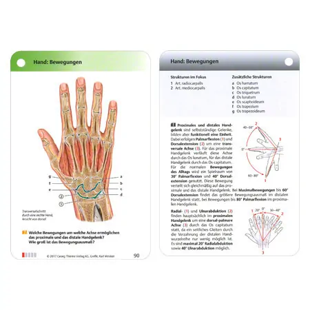 PROMETHEUS Anatomy Flashcards about musculoskeletal system, 460 cards