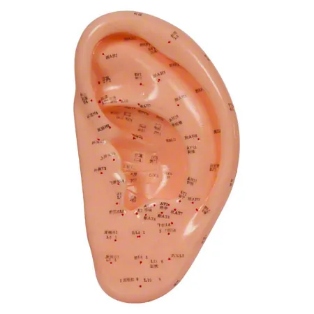 Acupuncture ear model, LxW 22x10 cm