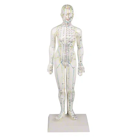 Acupuncture figure female, 45 cm