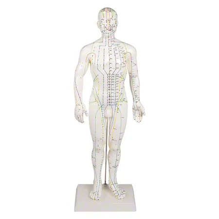 Acupuncture figure male, 45 cm