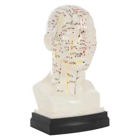 Acupuncture model head, 20 cm