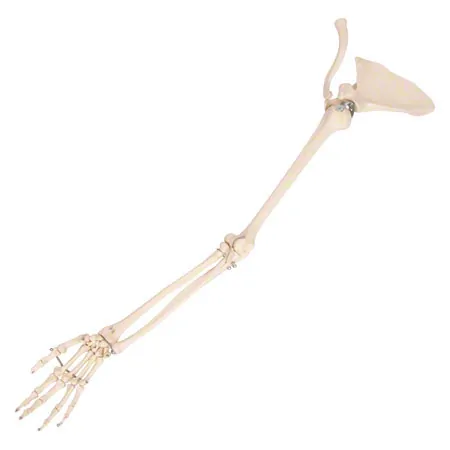 Arm skeleton with hand and shoulder, movable