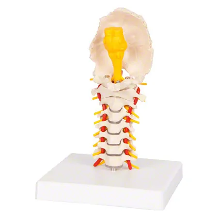 Cervical spine, LxWxH 19x19x25 cm