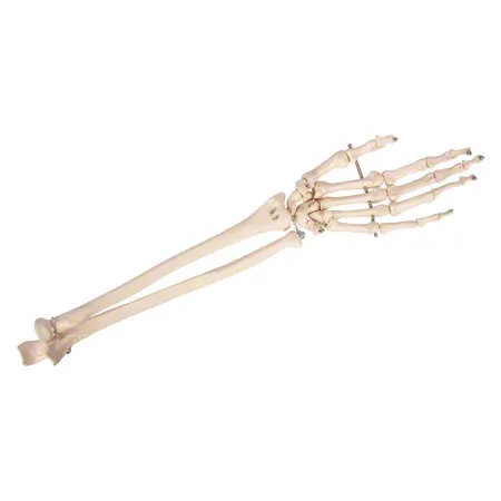 Hand skeleton with forearm, mobile