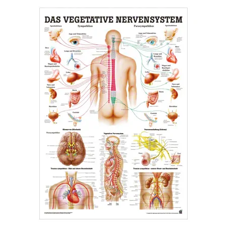 Mini-Poster - Autonomic Nervous System - , LxW 34x24 cm, laminated