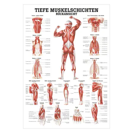 Mini-Poster - Deep muscle layers-back - L x W 34x24 cm